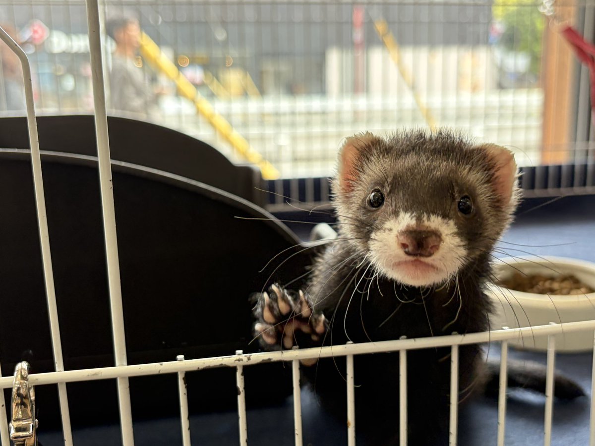 フェレットワールド幕張店 tweet media