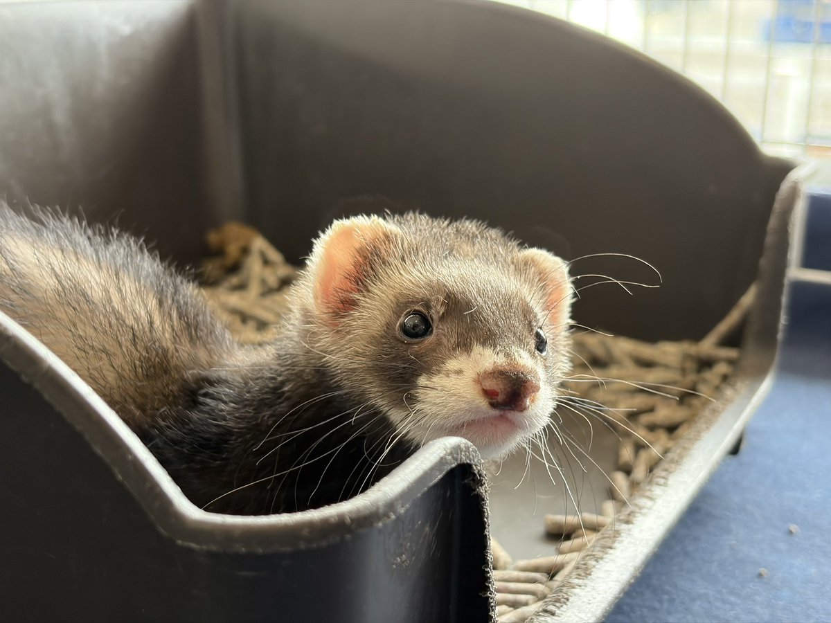 フェレットワールド幕張店 tweet media