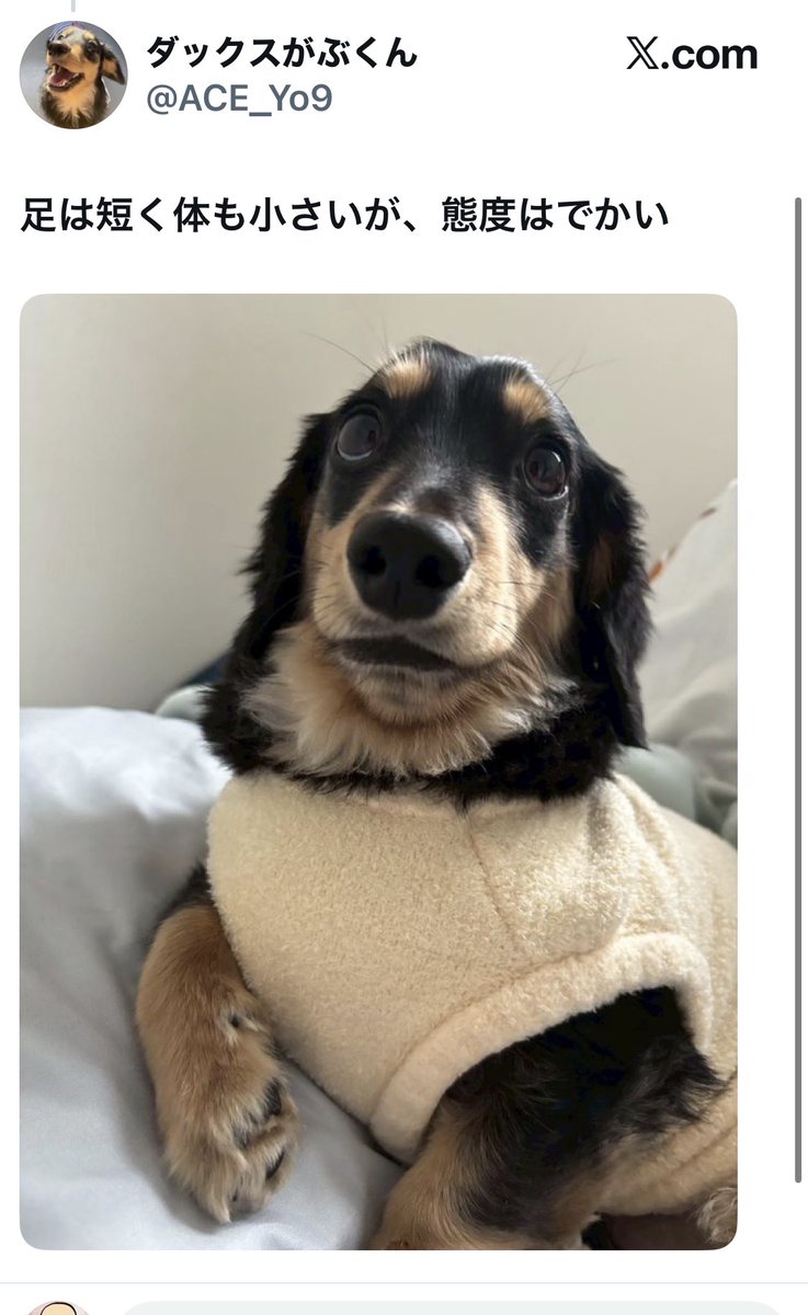 bozu_108's tweet photo. ミニチュアダックスフント飼ったことある人しか分からないこと選手権

最優秀賞、金賞、入賞、入賞 https://t.co/9ANRkZl276