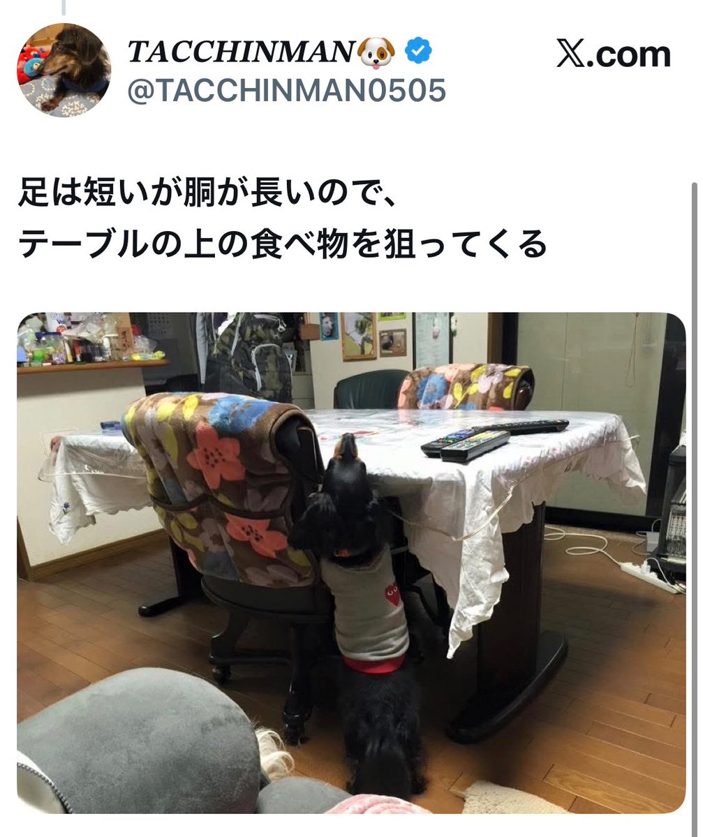 bozu_108's tweet photo. ミニチュアダックスフント飼ったことある人しか分からないこと選手権

最優秀賞、金賞、入賞、入賞 https://t.co/9ANRkZl276