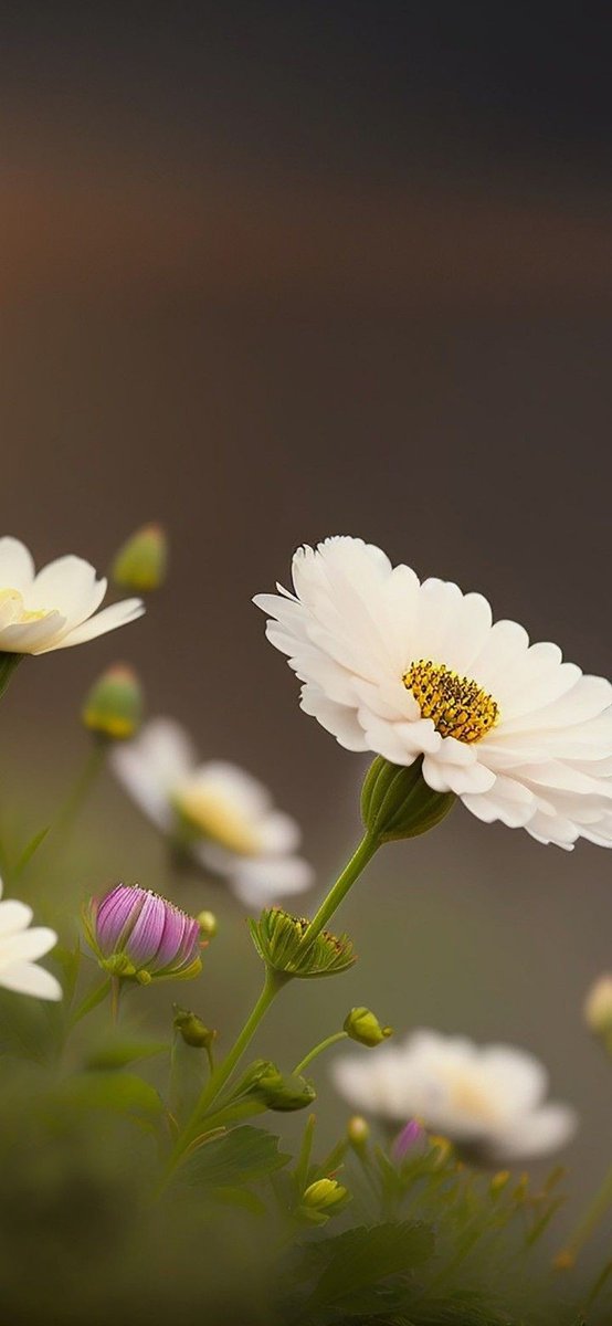 FLOWER 🌺 (@LUVO786) / Posts / X