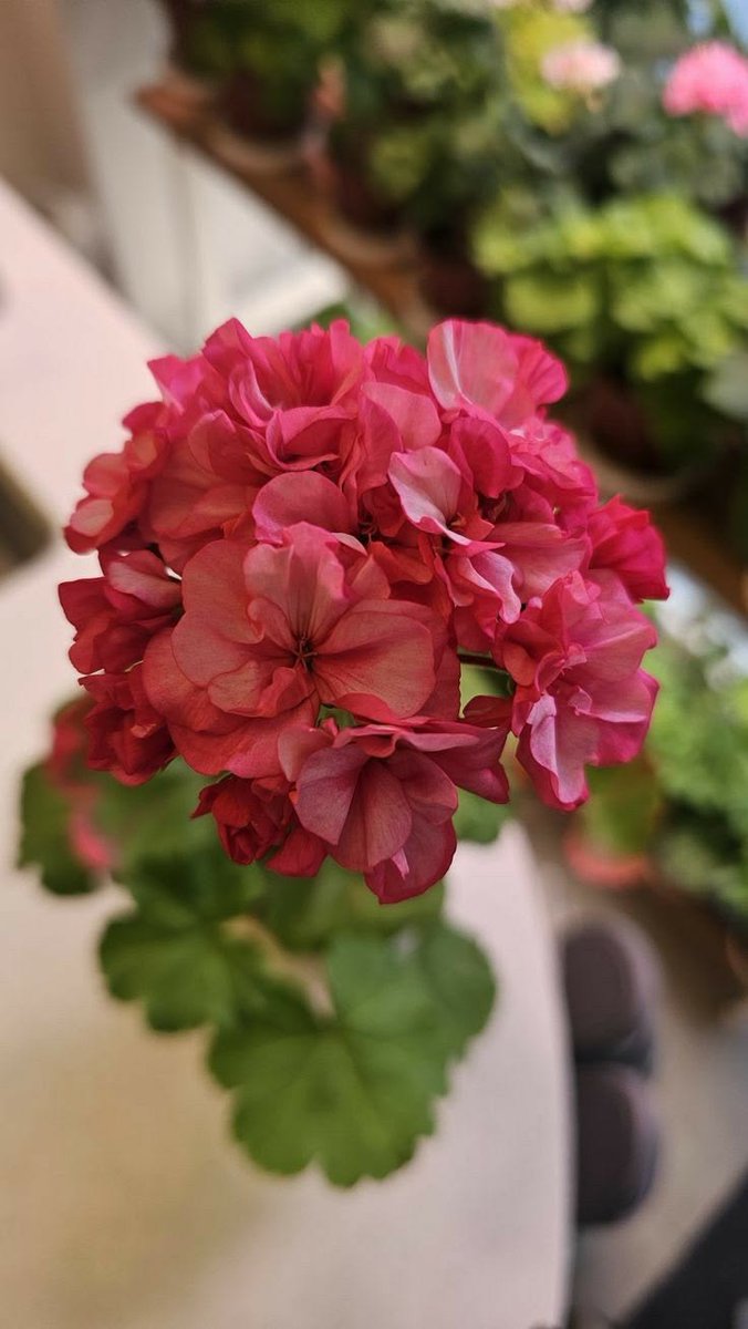 FLOWER 🌺 (@LUVO786) / Posts / X