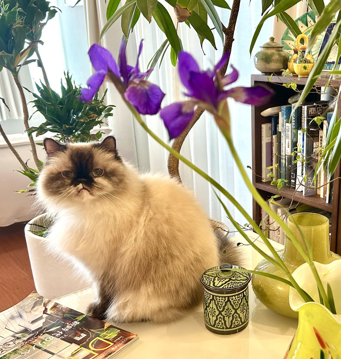 弁護士猫 tweet media