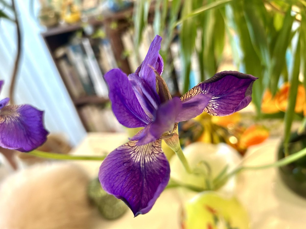 弁護士猫 tweet media