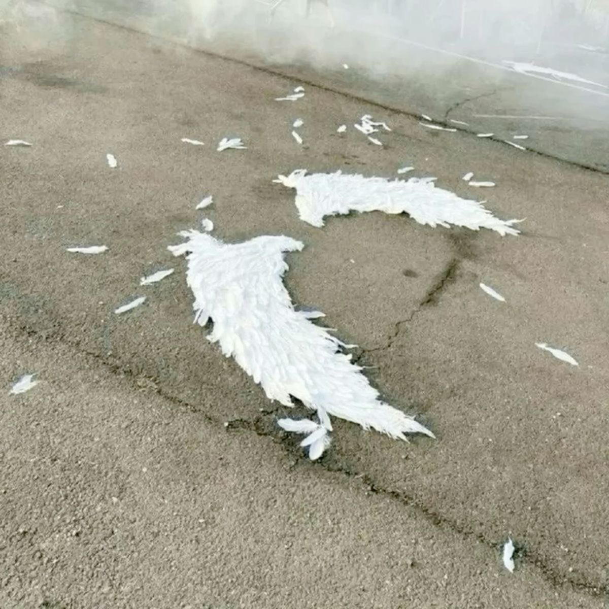 설탕.ᐟ tweet media