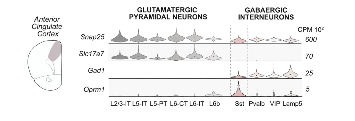 FlyBottleEscape's tweet photo. Really beautiful + rigorous work from the Liston and Levitz Labs combining circuit, molecular, and behavioral approaches to dissect the role of μ-opioid receptors (MOR/OPRM1) in ketamine’s antidepressant effects

One of the central findings is that MORs are enriched in somatostatin (SST) interneurons in cortex, and that these cells play a key role in mediating ketamine’s behavioral effects

There is a lot to like here: the study is technically sophisticated, the circuit logic is compelling, and the SST-dependent mechanism is supported by multiple independent experiments

But stepping back — it’s also critical that we get the cell-type distribution of OPRM1 correct, because this has direct implications for how we think about:
• opioid analgesia
• opioid use disorder
• cortical circuit modulation
• and the design of next-generation MOR-targeting therapeutics

And on that specific point, I think there is a non-trivial dataset interpretation issue worth discussing

The key claim relies heavily on older SMART-seq datasets (ACA/ALM; ~5K cells) from the Allen Institute

These datasets were incredibly important at the time — but they were not designed as unbiased quantitative cellular censuses

A few technical considerations that matter a lot for a gene like Oprm1:

1) Sampling design (not a census)
These datasets rely on:
• targeted dissections (ACA/ALM only)
• FACS-based sorting
• heavy use of transgenic driver lines

This means the data reflect what was selected, not necessarily the true population distribution

2) Cell numbers and statistical power
~5,000 ACA cells total. Once subdivided across excitatory subclasses, power drops quickly

For low-abundance GPCR transcripts like Oprm1, this creates:
• dropout sensitivity
• threshold artifacts
• unstable “presence/absence” calls
• inflated apparent enrichment in small populations

3) SMART-seq recovery biases
Requires intact dissociated cells:
• large projection neurons underrepresented
• pyramidal neurons more fragile
• interneurons often more recoverable

4) Quantification + annotation (2018-era pipelines)
Older gene models + isoform collapsing + exon/intron handling can all affect detection of isoform-complex GPCRs like Oprm1

Now contrast that with newer datasets:
The Allen Brain Cell (ABC) Atlas includes ~4 million cells across the entire mouse brain, with:
• orders-of-magnitude larger sampling
• stable estimates across cortical subclasses
• improved taxonomy
• spatial integration

And importantly — across this dataset, OPRM1 signal is not restricted to SST interneurons

We see the same pattern across:
• our own single-nucleus RNA-seq (100k+ cells)
• Allen ABC Atlas (4 million cells)
• multiplexed FISH
• immunohistochemistry
• n=4 Oprm1-Cre mouse lines
• MORp viral promoter strategies

Across all of these orthogonal approaches, the result is highly consistent:
→ OPRM1/MOR is enriched in glutamatergic cortical populations, not exclusively confined to SST interneurons

So how do we reconcile this?
The most parsimonious explanation is not that either dataset is “wrong,” but that they are answering different questions under different constraints:
SMART-seq (2018):
→ high depth, small N, targeted sampling
→ vulnerable for sparse genes
ABC-scale (modern):
→ massive N, robust population estimates
→ better suited for cell-type distribution
For genes like Oprm1 — low abundance, heterogeneous, biologically critical —
 scale + sampling design + cross-modal validation are decisive

The broader point:
As a field, we need to be careful about making strong claims about cell-type specificity of neuromodulatory receptors based on early-generation datasets — especially when:
• atlas-scale data now exist
• multiple orthogonal methods converge
• and the implications extend to therapeutics

None of this detracts from the importance of SST interneurons in MOR-dependent circuit function — that biology may be very real and important

But the global cortical distribution of OPRM1 appears broader, and heavily includes glutamatergic neurons

And that distinction matters for new appraoches for depression, pain and OUD