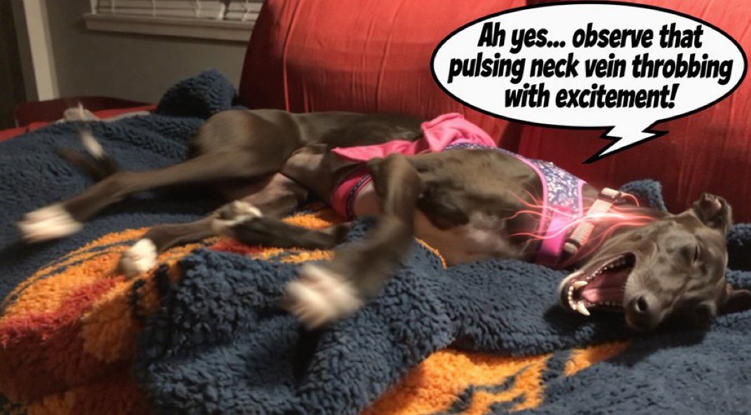 Kyle Seraphin tweet media