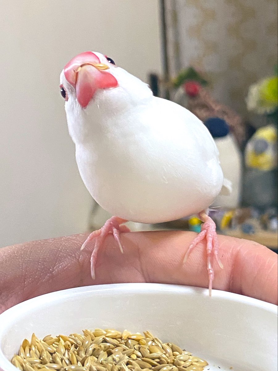 のけぞる美味しさ！「国産」カナリーシード！！
っていうキャッチコピーで案件待ってます🤍