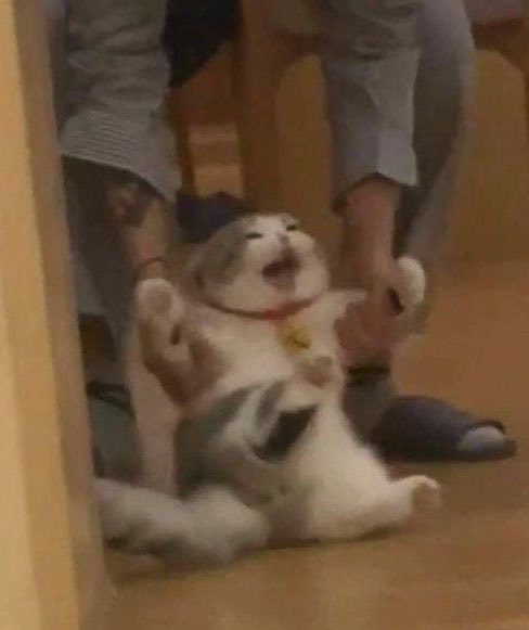 ขข ´◕ ₃ ◕` tweet media