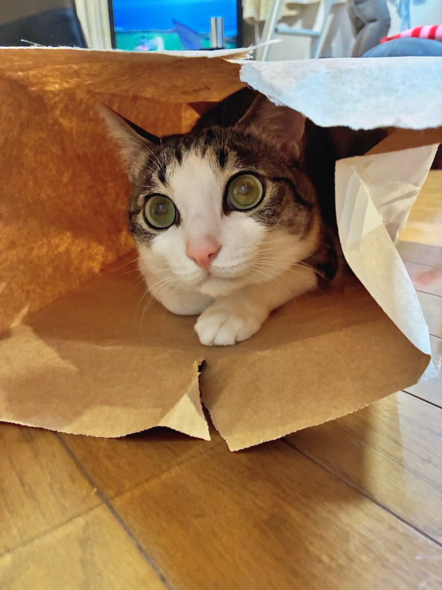 ろくな事しない時の猫の目。