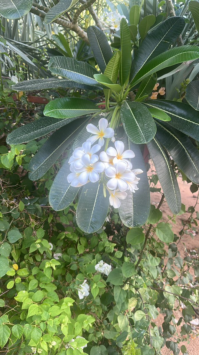 الحياة امل🌷7anen alroo7 tweet media