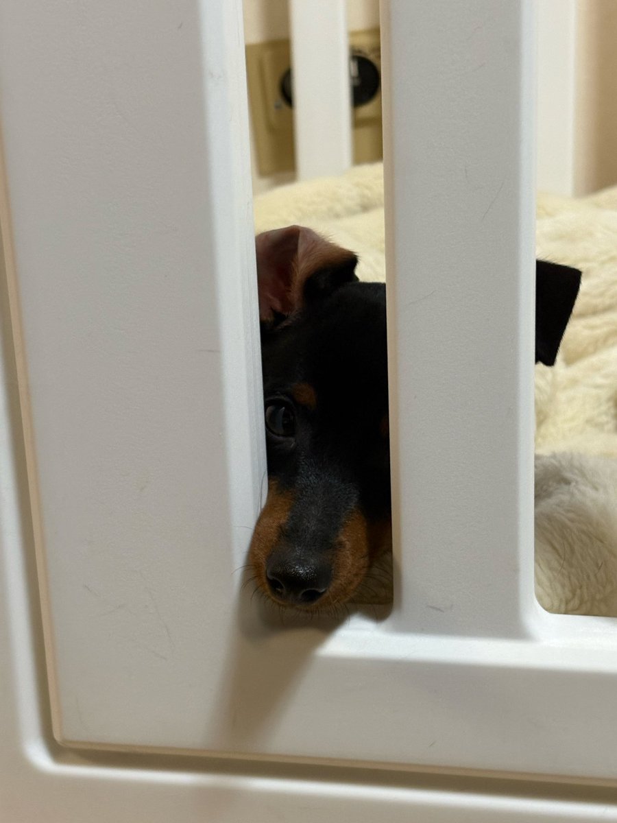 dcproject1122's tweet photo. 隙間からチータ😄🐾

＊チータ＊
性別　オス♂
犬種　ミニチュアピンシャー
年齢　4ヶ月
体重　2.5kg

#いぬねこプロジェクト
#里親募集中
#保護犬 #保護猫
#犬　#猫 https://t.co/H8R57vA9Gq