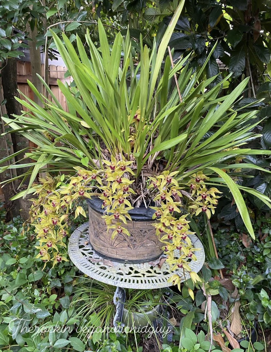 HamiltonOrchids's tweet photo. Springtime in our garden #SFBayArea #orchids https://t.co/I1zY6x6ywt
