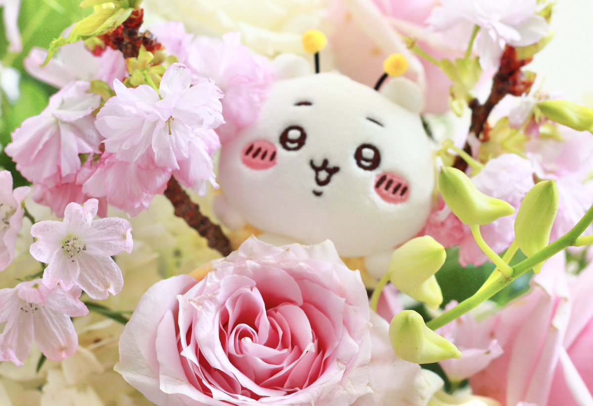 困り顔ハチワレちゃん【YouTube】 tweet media