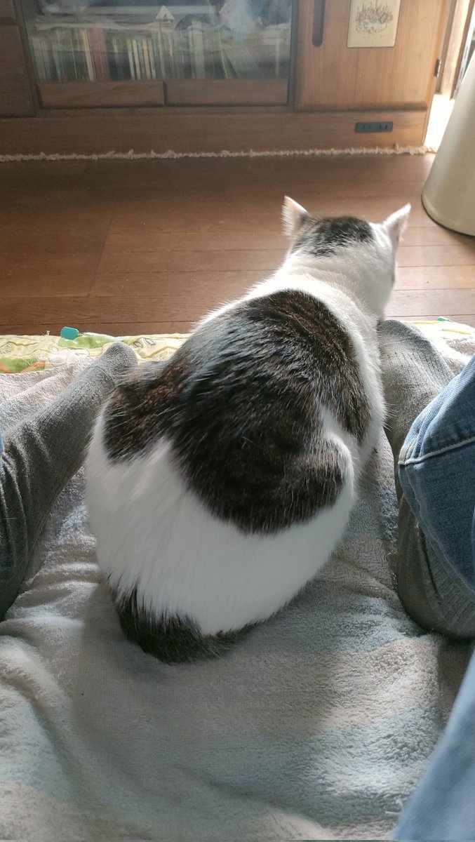 P_los_K's tweet photo. 🐈️🐈️🐈️
＃へんないも部 https://t.co/UWUNWGvW6m