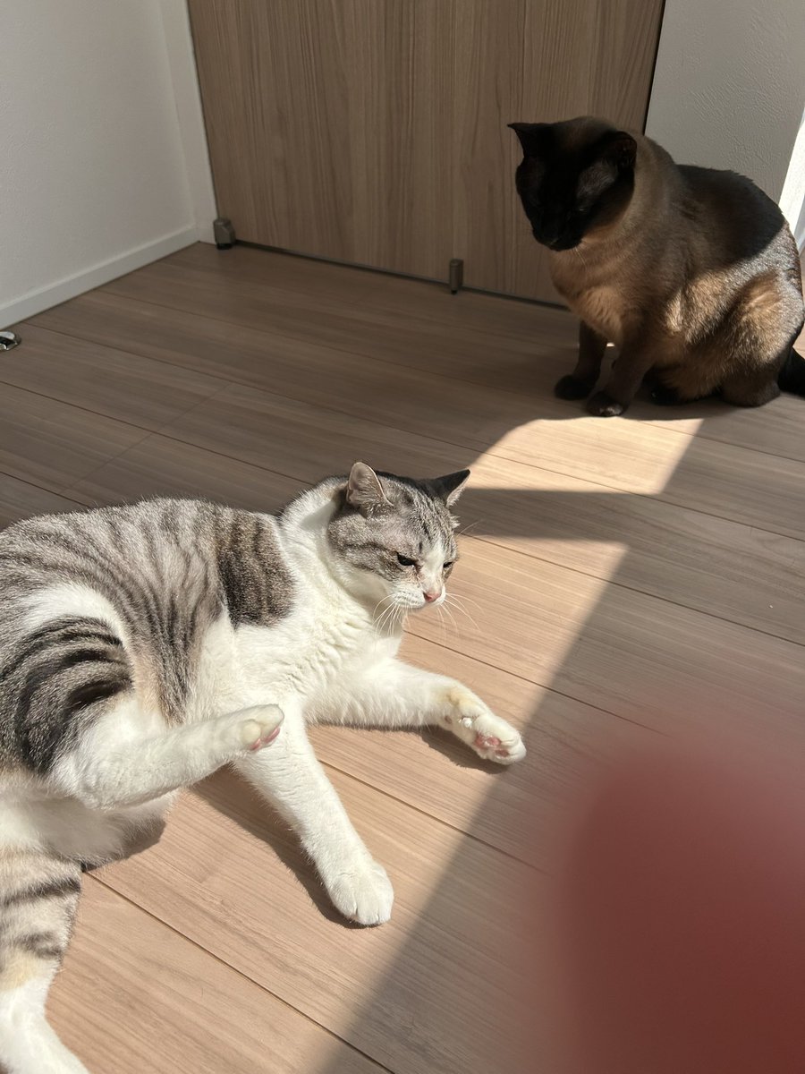 satton_j9's tweet photo. そろそろ母の日だけど、よく考えたら私も自認2匹の🐈🐈‍⬛母なので、自分にプレゼントあげても良いのでは🤔？ https://t.co/Zm3NWnzQS1