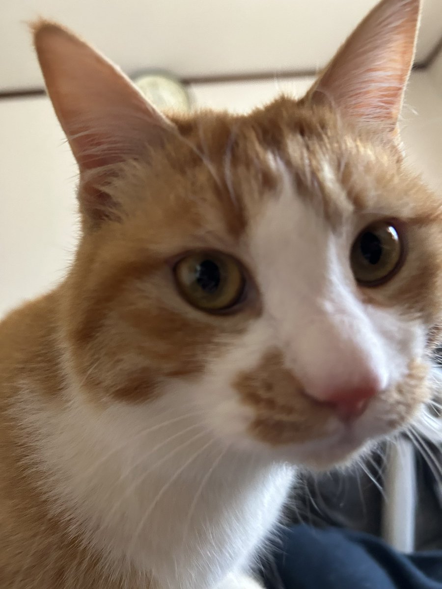 未咲(みさ) tweet media