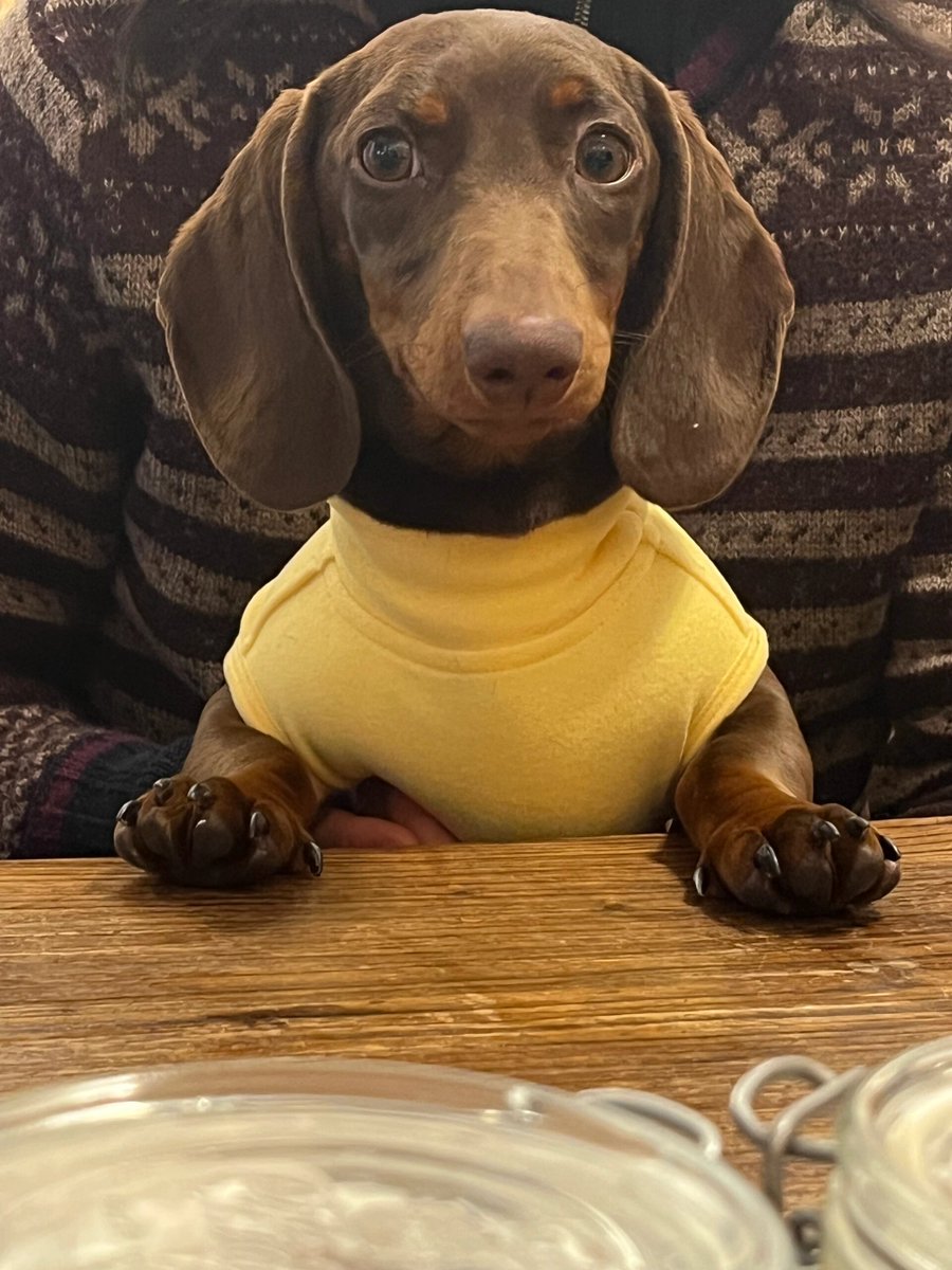 TheVALab1's tweet image. From tiny ball of fur to your biggest adventure buddy—watch your pup grow, one wag at a time  #PetGrowth #DogLove