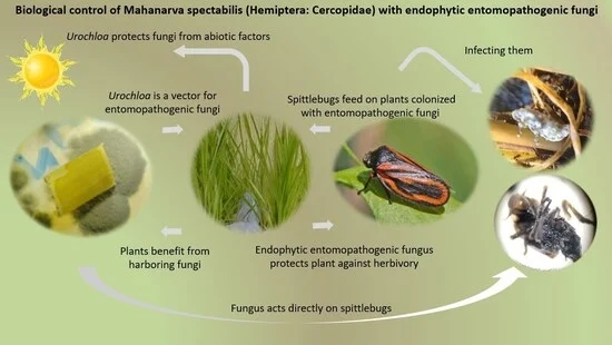 JoF_MDPI's tweet image. 🌱🐛 Endophytic fungi (Fusarium multiceps, Metarhizium anisopliae) effectively control spittlebugs - up to 100% mortality in greenhouse trials.

A strong case for sustainable pest management. 

#Biocontrol #Fungi #AgScience

doi.org/10.3390/jof110…
