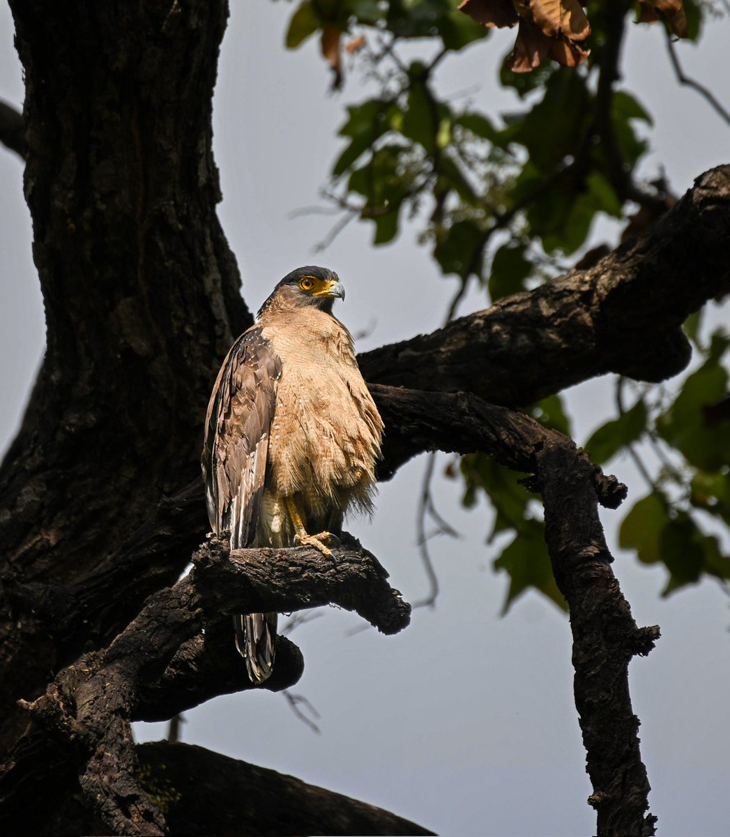 mit_sood's tweet image. #2222 Crested Serpent Eagle 

When alarmed or threatened they raise the crest from which they get their name. 

#dailypic #IndiAves #TwitterNatureCommunity #birdwatching #ThePhotoHour