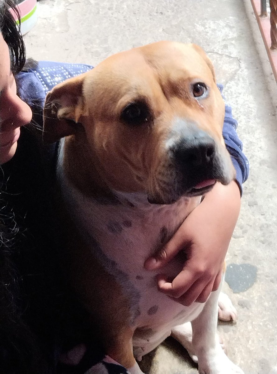 Hell_Billi's tweet image. #NP #JuevesDeUnPar
@LosRudosDelRock @eljikote  la perrona y el tobias