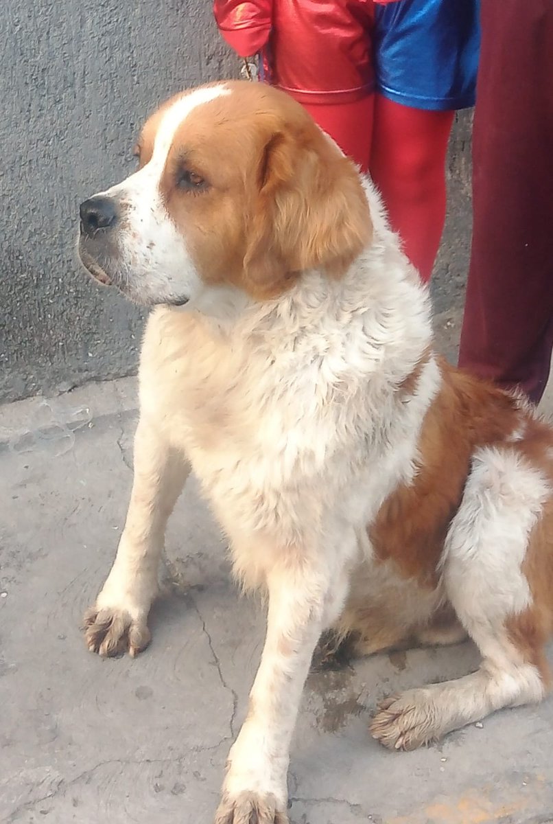 Hell_Billi's tweet image. #NP #JuevesDeUnPar
@LosRudosDelRock @eljikote  la perrona y el tobias