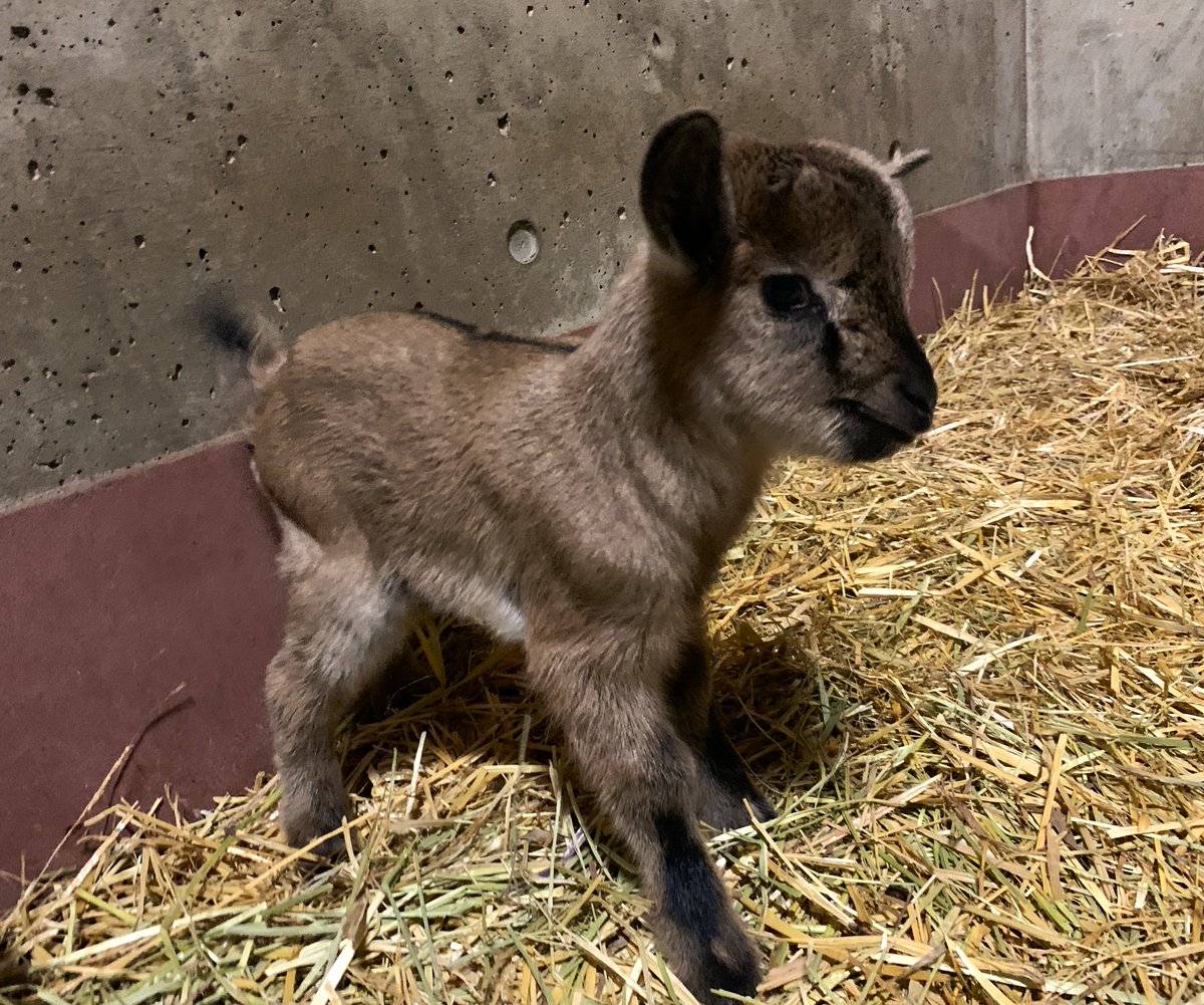 moriokazoo's tweet photo. ４月２３日（木）、ヤギのメス“めい”が赤ちゃんを産みました！当園では久しぶりの双子の赤ちゃんで、どちらもメスでした。父親はオスの“むー”です。“めい”は出産経験もあるため、しっかりお世話をしており、赤ちゃんたちは元気に自力で母乳を飲んでいます。展示デビューは改めてお知らせします！ https://t.co/5RCILlay3w