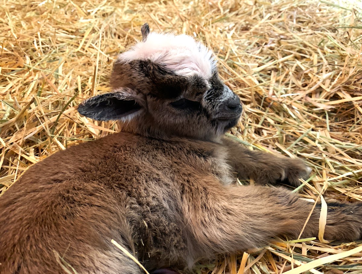 moriokazoo's tweet photo. ４月２３日（木）、ヤギのメス“めい”が赤ちゃんを産みました！当園では久しぶりの双子の赤ちゃんで、どちらもメスでした。父親はオスの“むー”です。“めい”は出産経験もあるため、しっかりお世話をしており、赤ちゃんたちは元気に自力で母乳を飲んでいます。展示デビューは改めてお知らせします！ https://t.co/5RCILlay3w