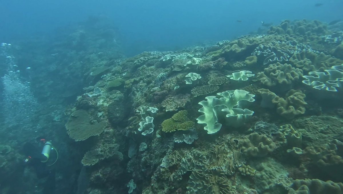 ocean__explorer's tweet image. 墾丁 雙峰藍洞 II 129
Video will post at 2026/05/02 10:00 youtube.com/@taiwanoceanex… #oceanexplorer #ocean #oceanadventures #seaadventure #seaanimals #dive #padiowsi