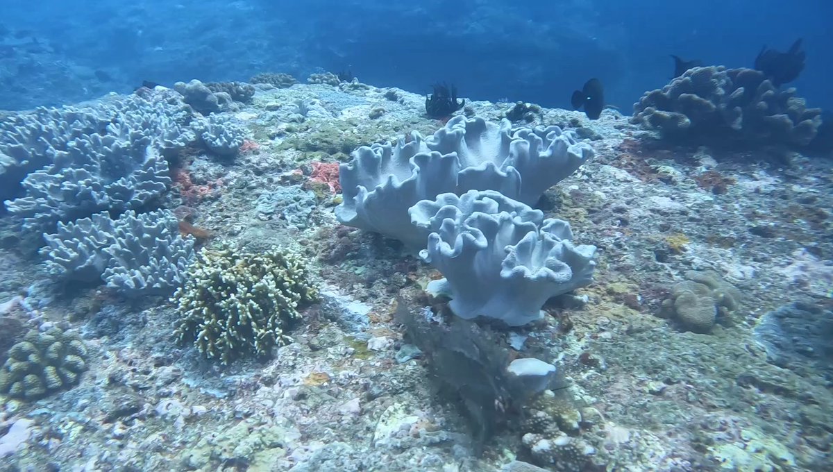 ocean__explorer's tweet image. 墾丁 雙峰藍洞 II 129
Video will post at 2026/05/02 10:00 youtube.com/@taiwanoceanex… #oceanexplorer #ocean #oceanadventures #seaadventure #seaanimals #dive #padiowsi