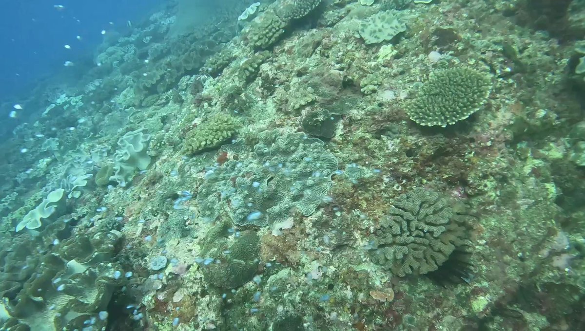 ocean__explorer's tweet image. 墾丁 雙峰藍洞 II 129
Video will post at 2026/05/02 10:00 youtube.com/@taiwanoceanex… #oceanexplorer #ocean #oceanadventures #seaadventure #seaanimals #dive #padiowsi