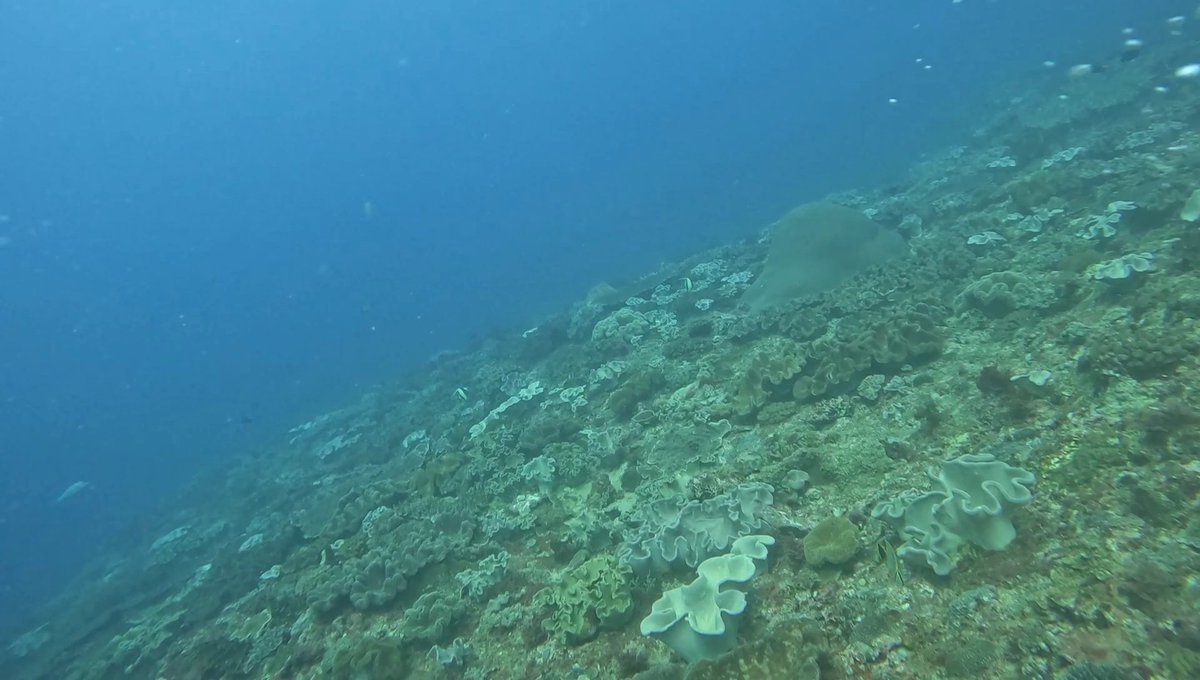 ocean__explorer's tweet image. 墾丁 雙峰藍洞 II 129
Video will post at 2026/05/02 10:00 youtube.com/@taiwanoceanex… #oceanexplorer #ocean #oceanadventures #seaadventure #seaanimals #dive #padiowsi