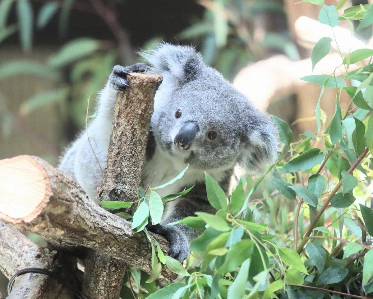 higashiyama5555's tweet photo. １歳の頃の あずまちゃん🐨

＃多摩動物公園　＃コアラ https://t.co/nbL3BoaoUS