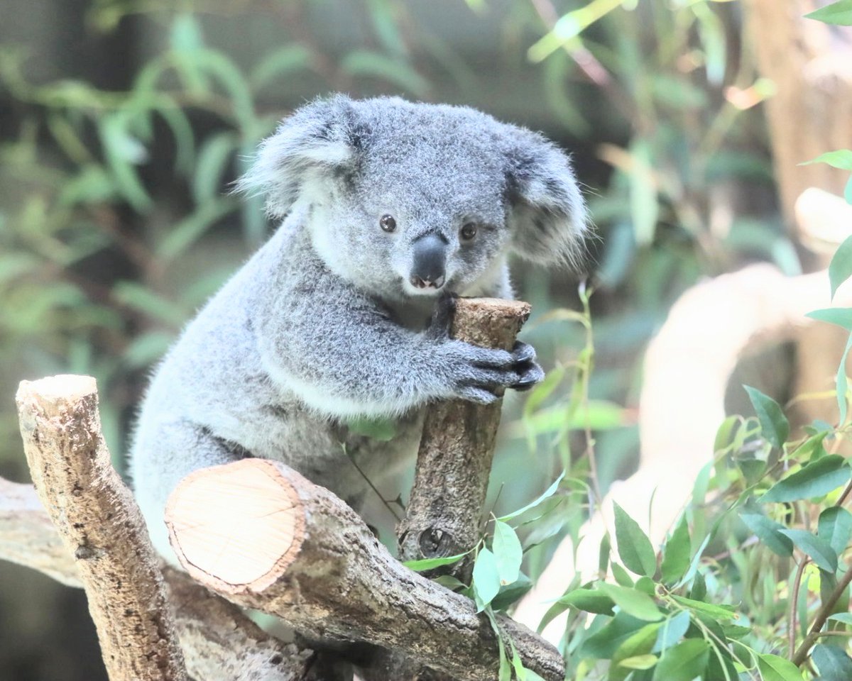 higashiyama5555's tweet photo. １歳の頃の あずまちゃん🐨

＃多摩動物公園　＃コアラ https://t.co/nbL3BoaoUS
