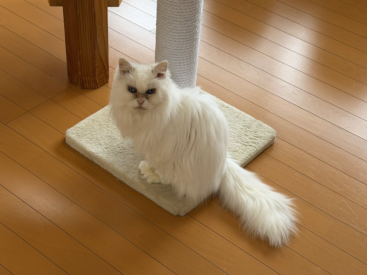 猫カフェ福ねこ@福井 tweet media