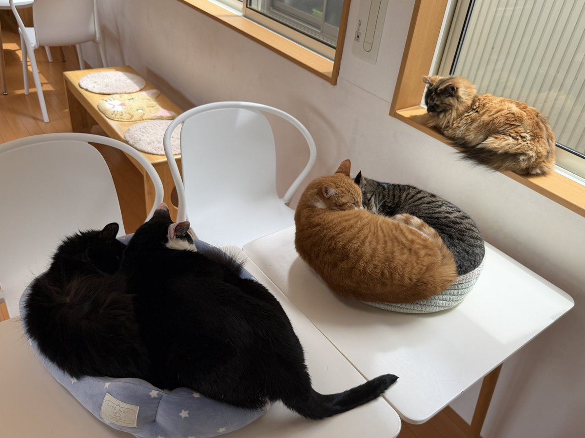 猫カフェ福ねこ@福井 tweet media