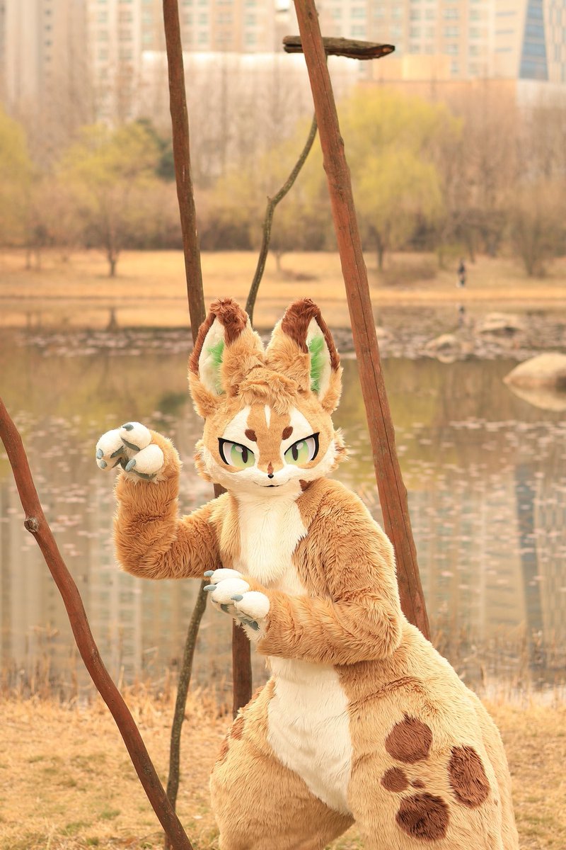 위협적인 포즈를 취한다면 인간들이 오트에게 도시락을 순순히 넘겨주겠지?😏

#FursuitEveryday