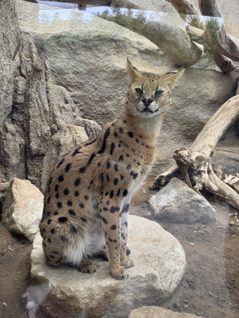 じおにゃん / GeoNyan tweet media