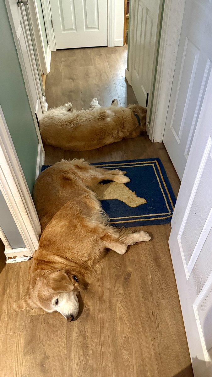 MikeFrezon's tweet image. I hope no one needs to walk down the hallway. 

#BrooksHaven #GoldenRetrievers #grc #dogcelebration #speedbumps