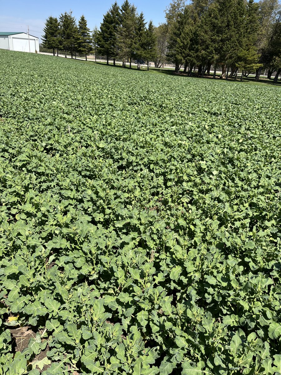 AdamJPfeffer's tweet photo. Winter canola is kicking it into high gear now and wheat is coming along right behind.  It’s been fun to watch these crops develop over the last month since the first fertility application.  #grow26 https://t.co/pH7MkgpOhU