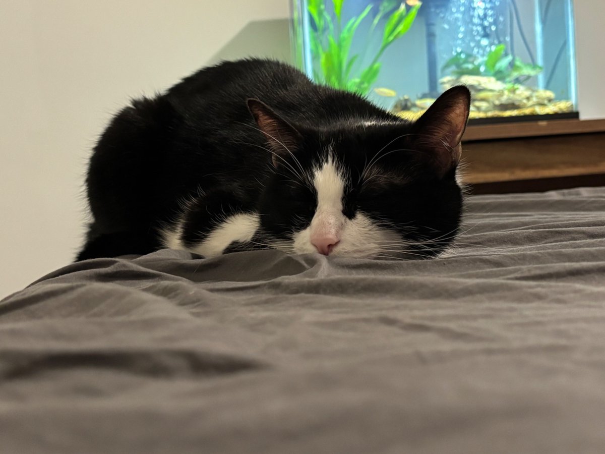 Grape 🍇🐉 tweet media