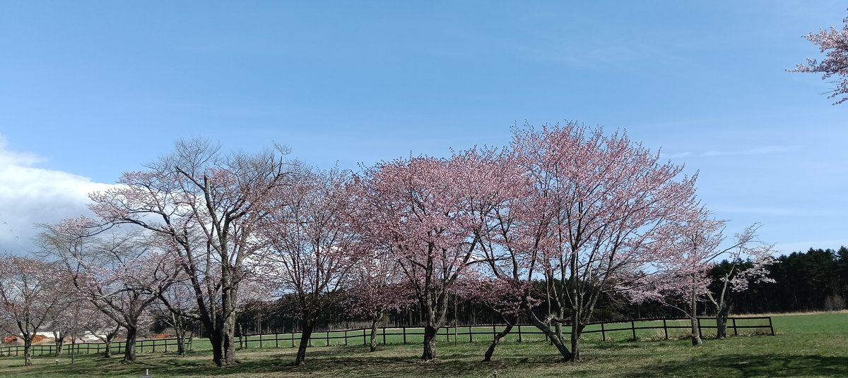sakaphoto2's tweet photo. 二十間道路桜並木 | 北海道新ひだか町にて 2026/04 https://t.co/cLjacqdyVz