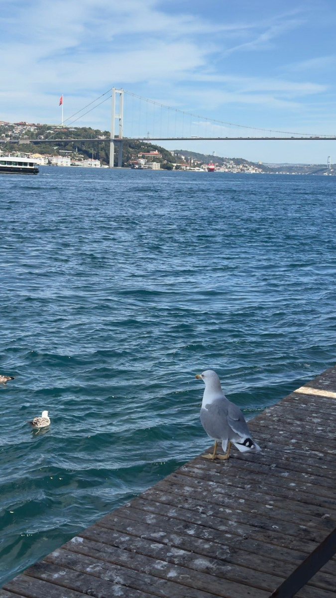 mufettis 🐋 tweet media