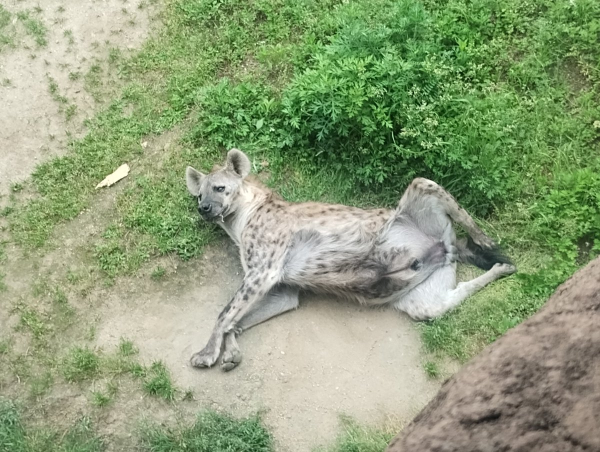 もと tweet media
