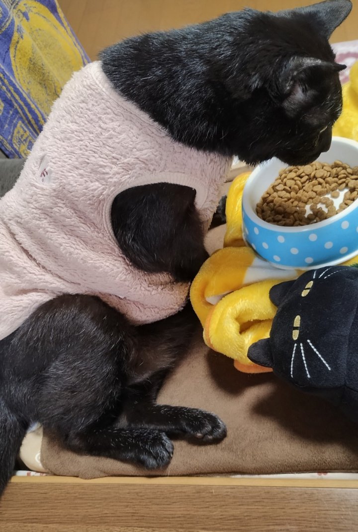 hyhkky's tweet image. AIM猫薬いよいよ国に承認申請へ

１９才の腎臓病で高血圧の猫に受けさせたいと希望を持ち、今出来る猫のQOL維持をしながら待っております。

宮崎徹先生の「腎臓病で餌を食べられなくなったり、動けなくなったりして苦しむネコと、飼い主の悩みを解決したい」

この言葉に励まされます。

#AIM #腎臓病