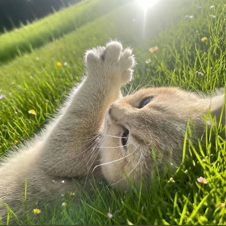 𝑙𝑦𝑟𝑎 tweet media