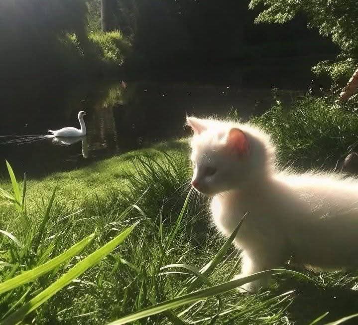 𝑙𝑦𝑟𝑎 tweet media