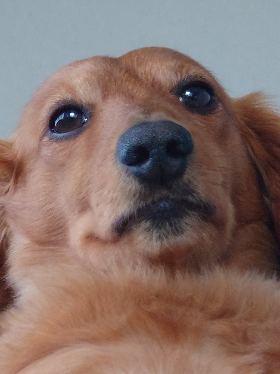 ラッキー tweet media