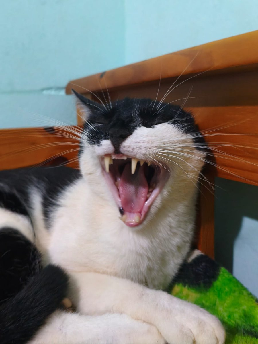 Meu gato em algum lugar aleatório tweet media