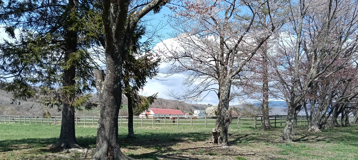 sakaphoto2's tweet photo. 二十間道路桜並木 | 北海道新ひだか町にて 2026/04 https://t.co/ATBdTCSbZX